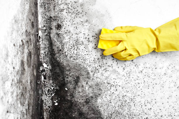 Ocean City, NJ Mold Remediation Company